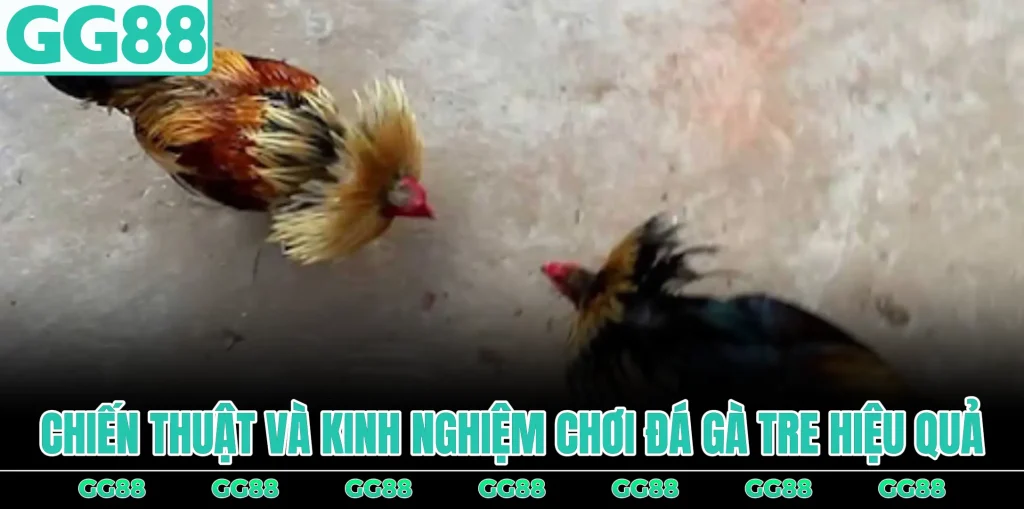 chien-thuat-va-kinh-nghiem-choi-da-ga-tre-hieu-qua