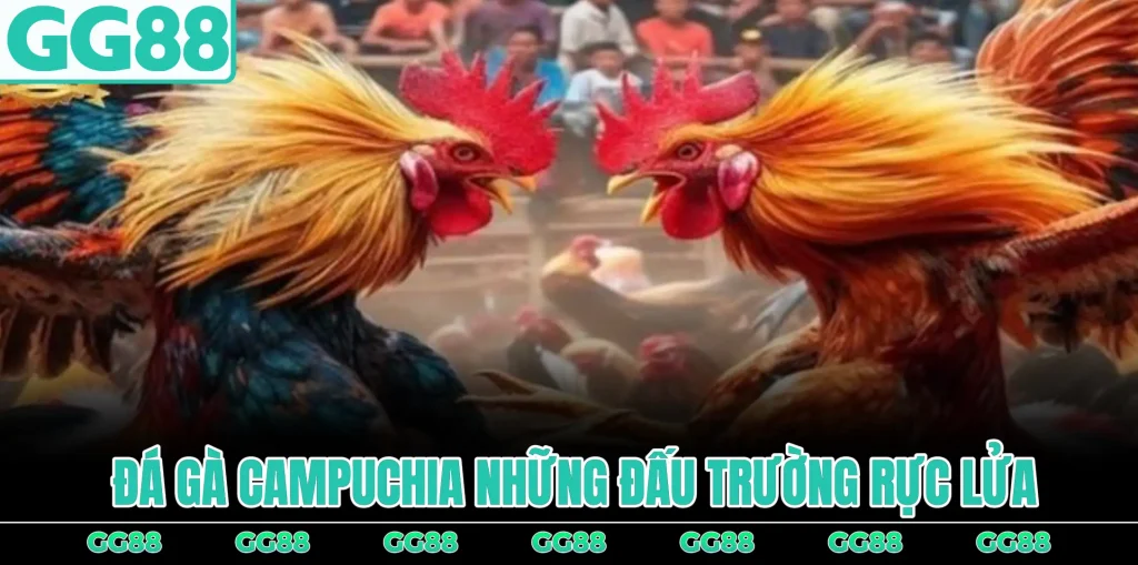 da-ga-campuchia-nhung-dau-truong-ruc-lua