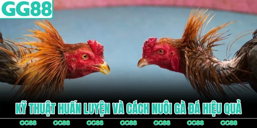 ky-thuat-huan-luyen-va-cach-nuoi-ga-da-hieu-qua